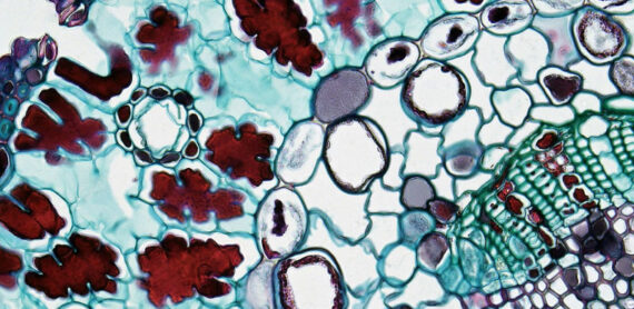 Hydrogen and the effects of cell oxidation