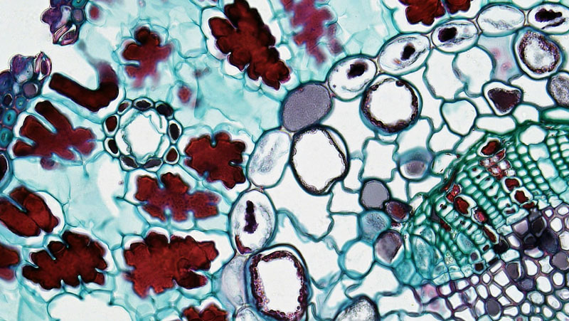 Hydrogen and the effects of cell oxidation
